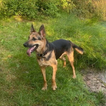 Gwen in 99326 Stadtbild sucht ihr Für-immer-Zuhause