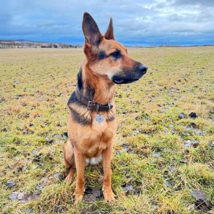 Gwen in 99326 Stadtbild sucht ihr Für-immer-Zuhause