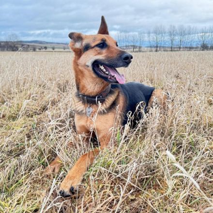 Gwen in 99326 Stadtbild sucht ihr Für-immer-Zuhause