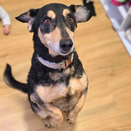 Freddy in 73733 Esslingen sucht sein Für-immer-Zuhause