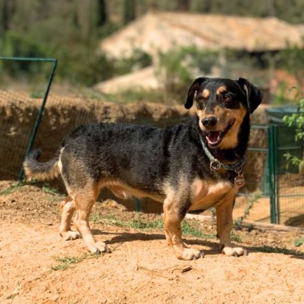 Freddy in 73733 Esslingen sucht sein Für-immer-Zuhause