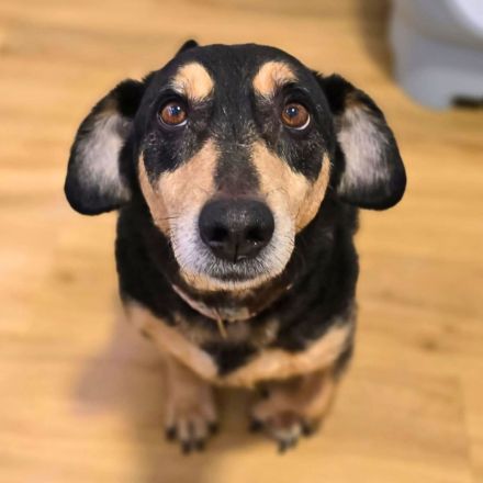 Freddy in 73733 Esslingen sucht sein Für-immer-Zuhause