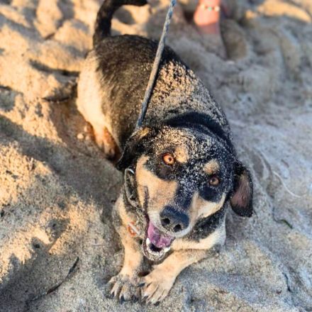 Freddy in 73733 Esslingen sucht sein Für-immer-Zuhause