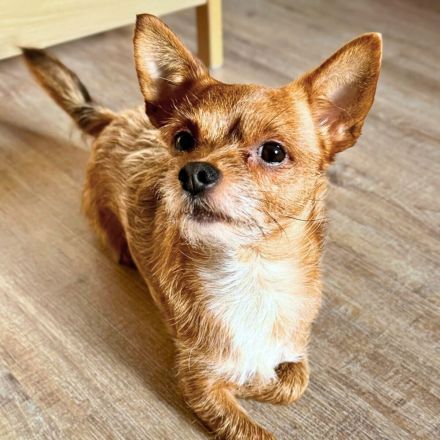 Bobby in 45899 Gelsenkirchen sucht sein Für-immer-Zuhause