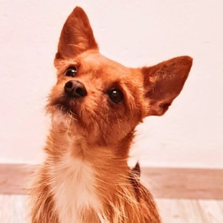 Bobby in 45899 Gelsenkirchen sucht sein Für-immer-Zuhause