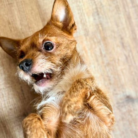 Bobby in 45899 Gelsenkirchen sucht sein Für-immer-Zuhause