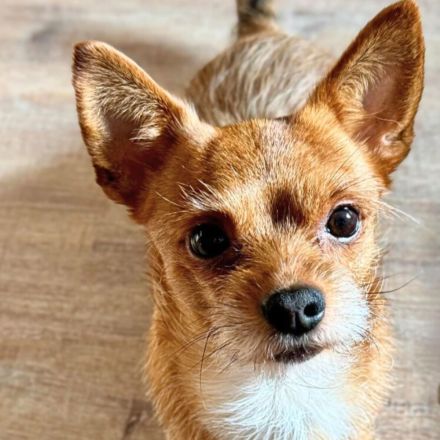 Bobby in 45899 Gelsenkirchen sucht sein Für-immer-Zuhause