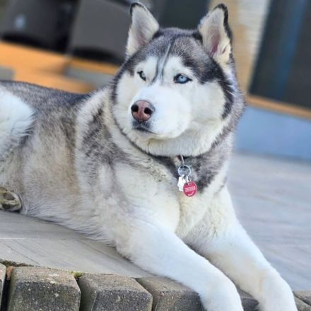 Bo in 32278 Kirchlengern sucht sein Für-immer-Zuhause