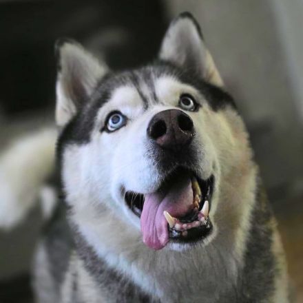 Bo in 32278 Kirchlengern sucht sein Für-immer-Zuhause