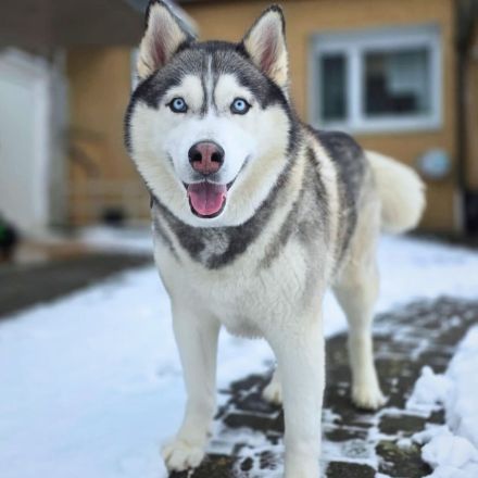 Bo in 32278 Kirchlengern sucht sein Für-immer-Zuhause