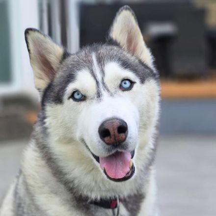 Bo in 32278 Kirchlengern sucht sein Für-immer-Zuhause