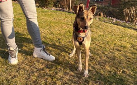 Wer schenkt Josephine sein Herz?