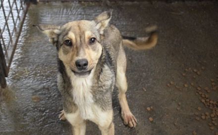 Wer schenkt Josephine sein Herz?