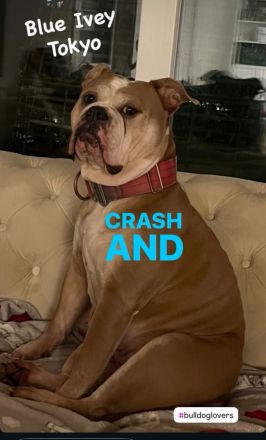 Old English Bulldogge sucht liebevolles neues Zuhause