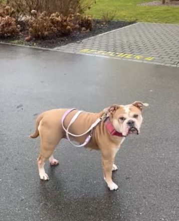 Old English Bulldogge sucht liebevolles neues Zuhause