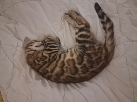 Bengal Katzen