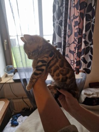 Bengal Katzen