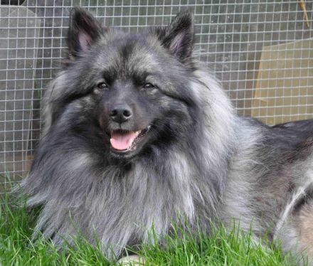 Wolfsspitzwelpen – aus VDH Zucht abzugeben