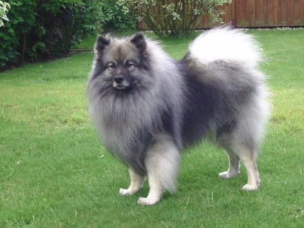 Wolfsspitzwelpen – aus VDH Zucht abzugeben