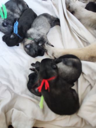 Wolfsspitzwelpen – aus VDH Zucht abzugeben