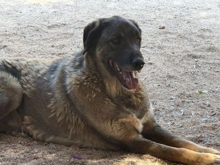 🐾 Askan, sanfter Rüde sucht Zuhause