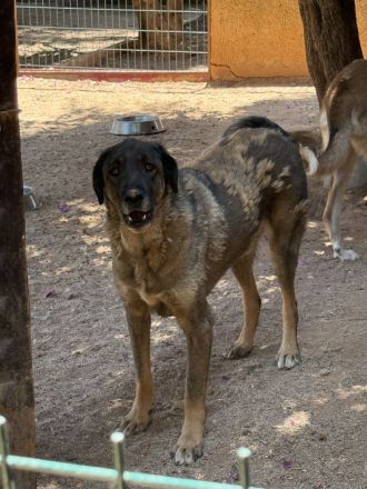 🐾 Askan, sanfter Rüde sucht Zuhause