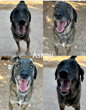 🐾 Askan, sanfter Rüde sucht Zuhause