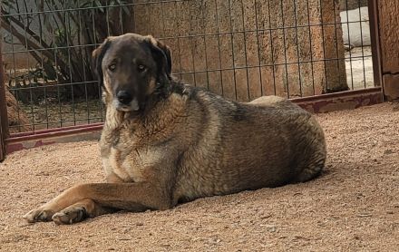 🐾 Askan, sanfter Rüde sucht Zuhause