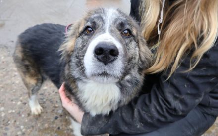 Freundliche Goldie sucht Zuhause mit klaren Strukturen