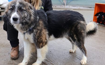 Freundliche Goldie sucht Zuhause mit klaren Strukturen