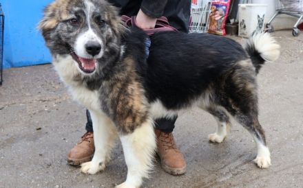 Freundliche Goldie sucht Zuhause mit klaren Strukturen