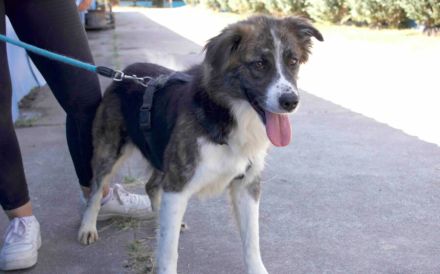 Freundliche Goldie sucht Zuhause mit klaren Strukturen