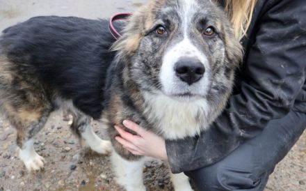 Freundliche Goldie sucht Zuhause mit klaren Strukturen