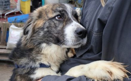 Freundliche Goldie sucht Zuhause mit klaren Strukturen