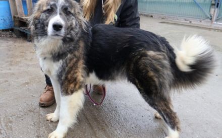 Freundliche Goldie sucht Zuhause mit klaren Strukturen