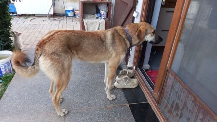 🐾 Kira – junge Hündin mit Herz