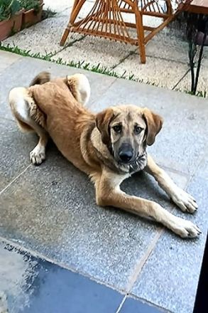 🐾 Kira – junge Hündin mit Herz