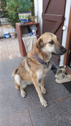 🐾 Kira – junge Hündin mit Herz