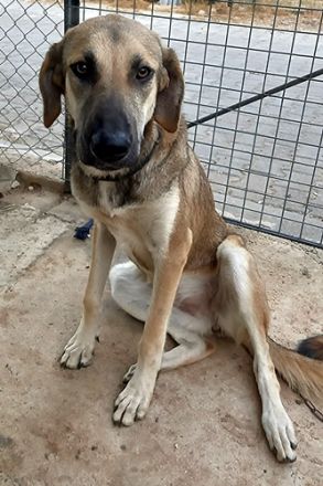 🐾 Kira – junge Hündin mit Herz