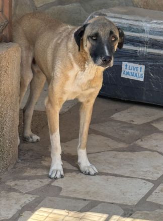 🐾Akela - möchte endlich ankommen