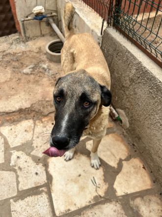 🐾Akela - möchte endlich ankommen