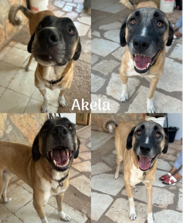 🐾Akela - möchte endlich ankommen