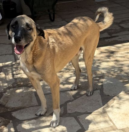 🐾Akela - möchte endlich ankommen