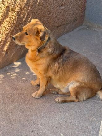 🐾 Gero, Sonnenschein auf vier Pfoten / bereits in Deutschland NRW