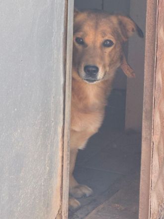 🐾 Gero, Sonnenschein auf vier Pfoten / bereits in Deutschland NRW