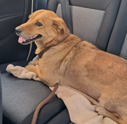 🐾 Gero, Sonnenschein auf vier Pfoten / bereits in Deutschland NRW