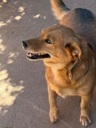 🐾 Gero, Sonnenschein auf vier Pfoten / bereits in Deutschland NRW
