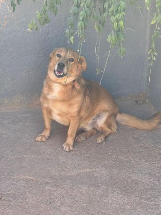 🐾 Gero, Sonnenschein auf vier Pfoten / bereits in Deutschland NRW