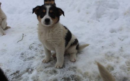 Wirbelwind Rory sucht seine Menschen