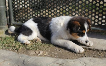 Wirbelwind Rory sucht seine Menschen